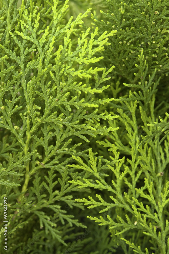 Pine Cypress Pine Cypress