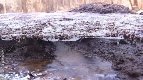 таяние снега, льда в лесу