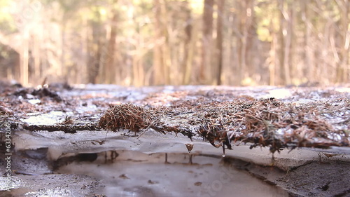 таяние снега, льда в лесу