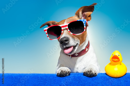 Fototapeta Naklejka Na Ścianę i Meble -  summer holiday dog