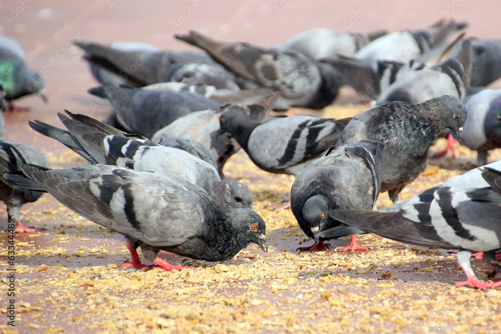 Fototapeta premium group of pigeon