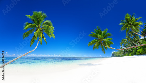 Photo Palm Trees on Tropical Beach