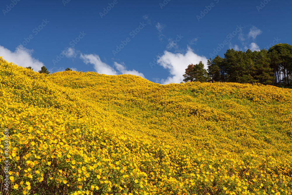Fototapeta premium Landscape,Mexican sunflower weed (Tithonia diversifolia)