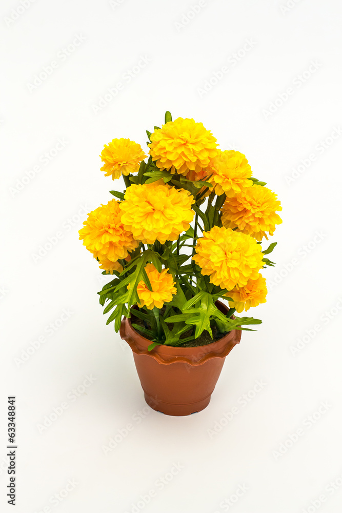 The marigold The marigold
