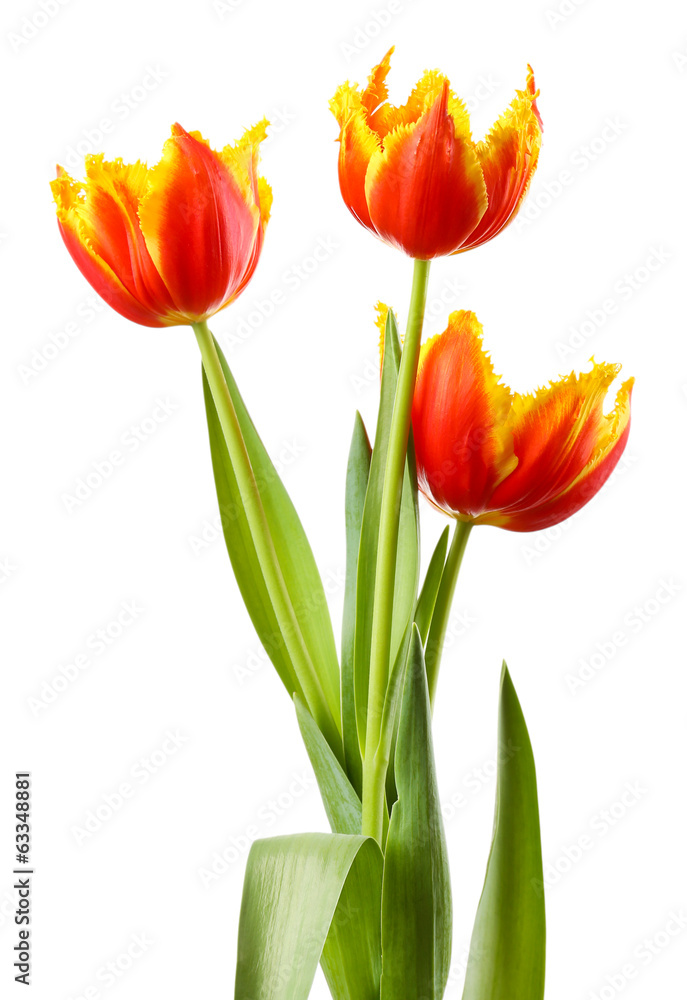 Beautiful tulips isolated on white Beautiful tulips isolated on white