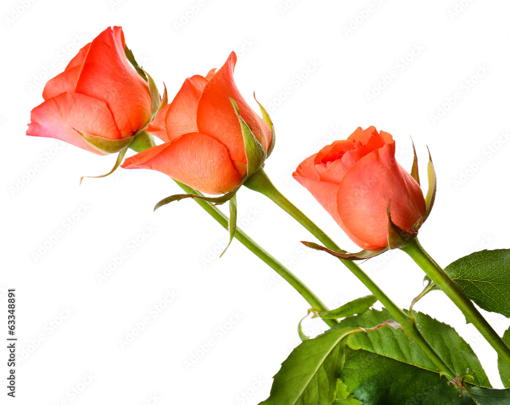 Fototapeta premium Beautiful roses isolated on white