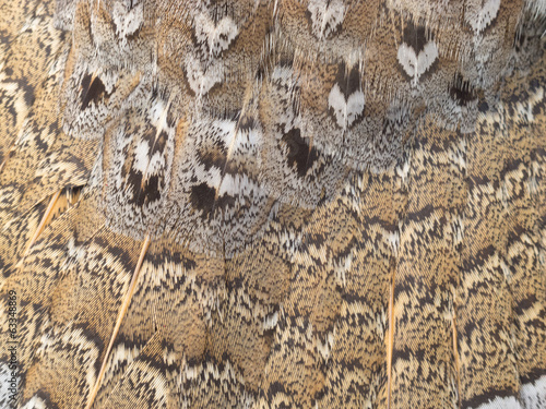 Valokuva Ruffed grouse feathers nature pattern background
