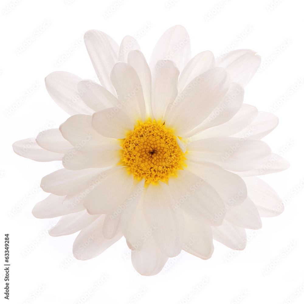 Chamomile Flower isolated on white background. Daisy Chamomile Flower isolated on white background. Daisy