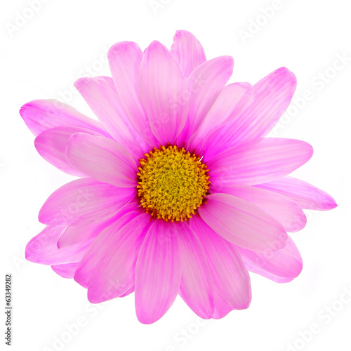 Pink daisy flower isolated on white