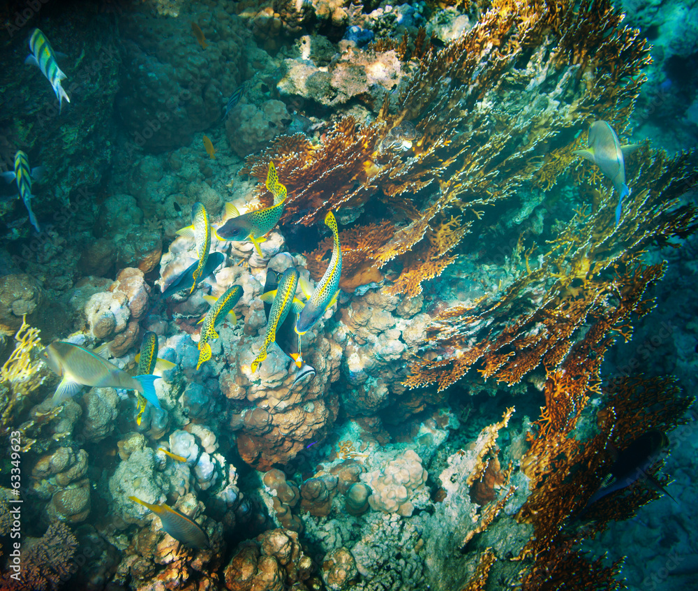 Obraz premium Coral fish