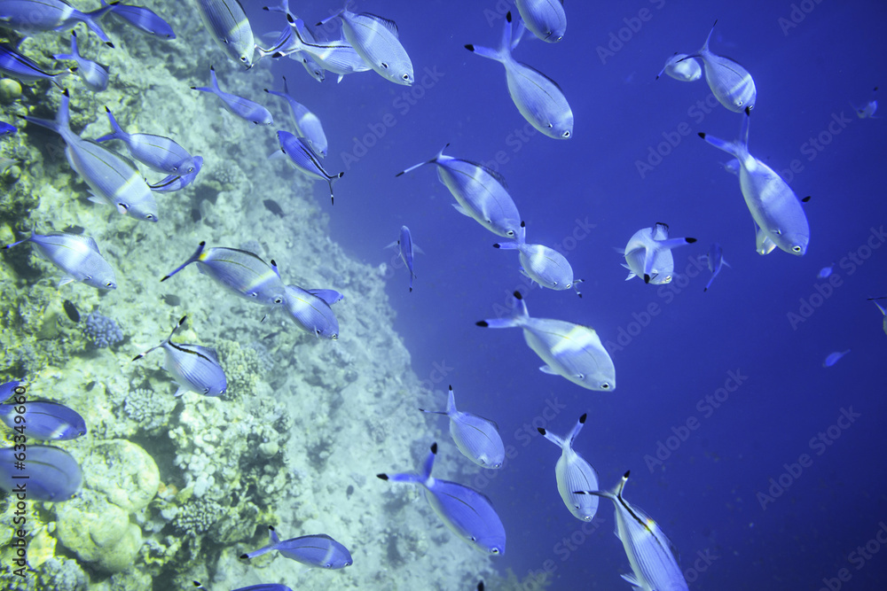 Coral fish Coral fish