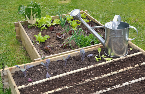 semis dans petit potager