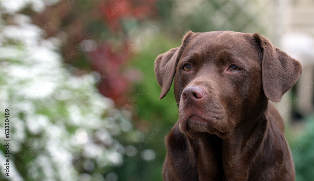 chocolate labrador