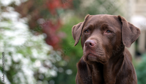 chocolate labrador