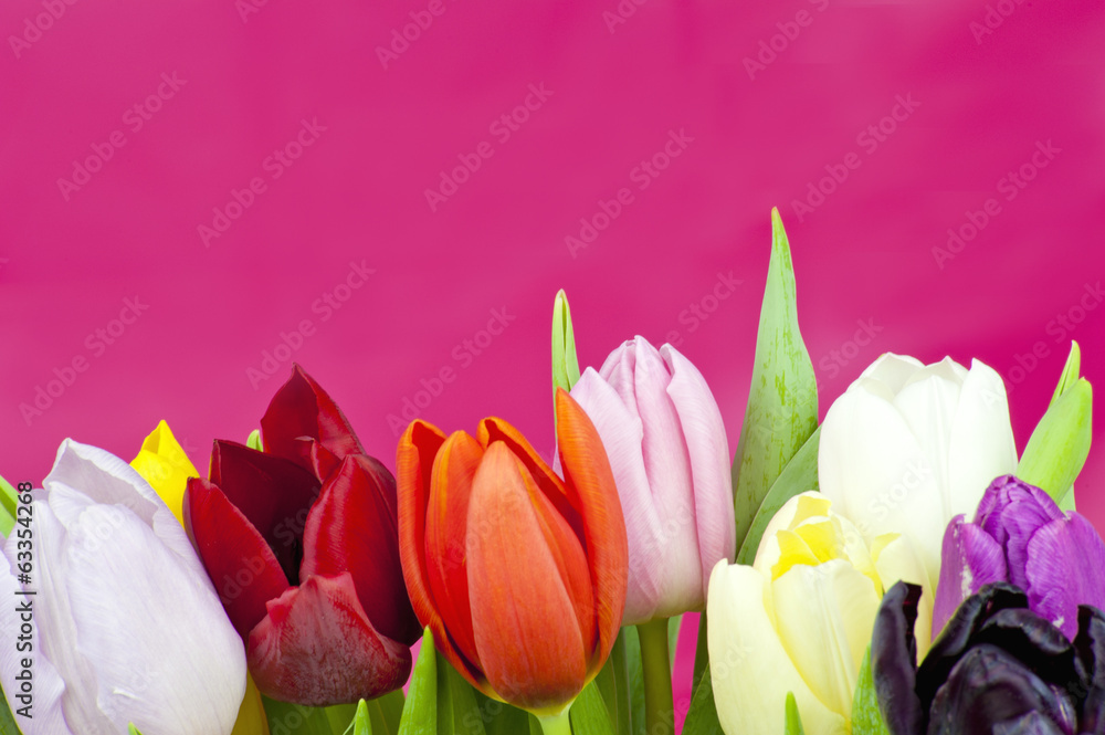 Fototapeta premium Bouquet of Tulips on violet background