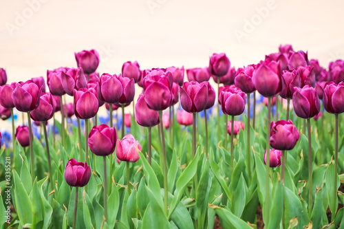Fototapeta Naklejka Na Ścianę i Meble -  purple tulips background