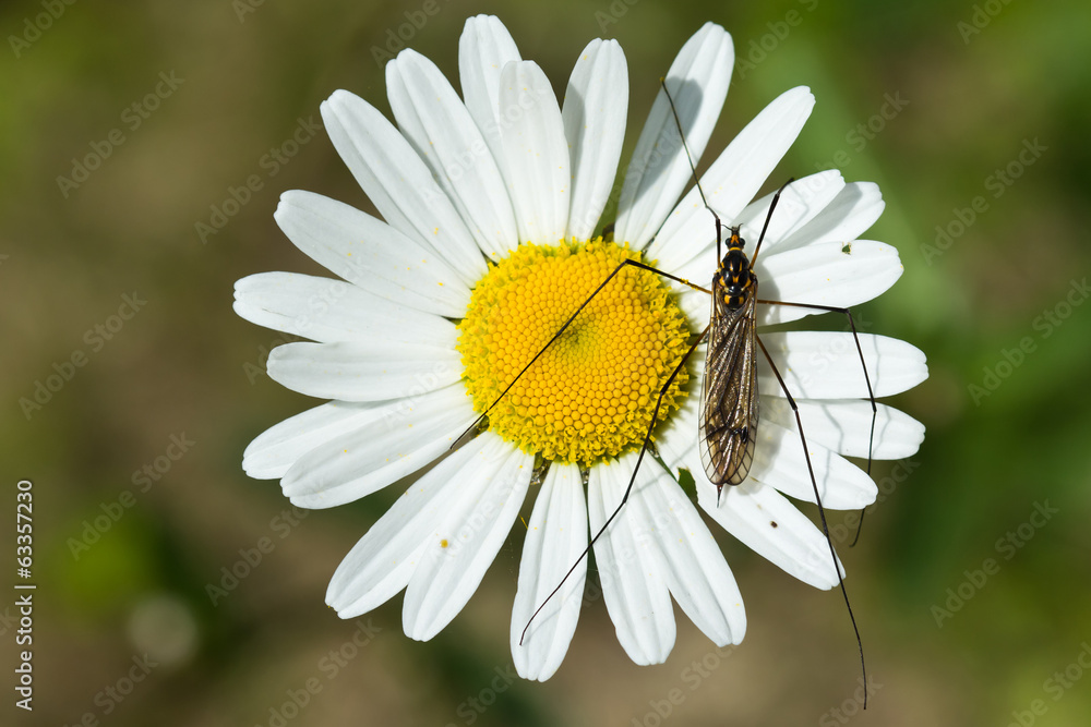 Fototapeta premium Insect at Bloom