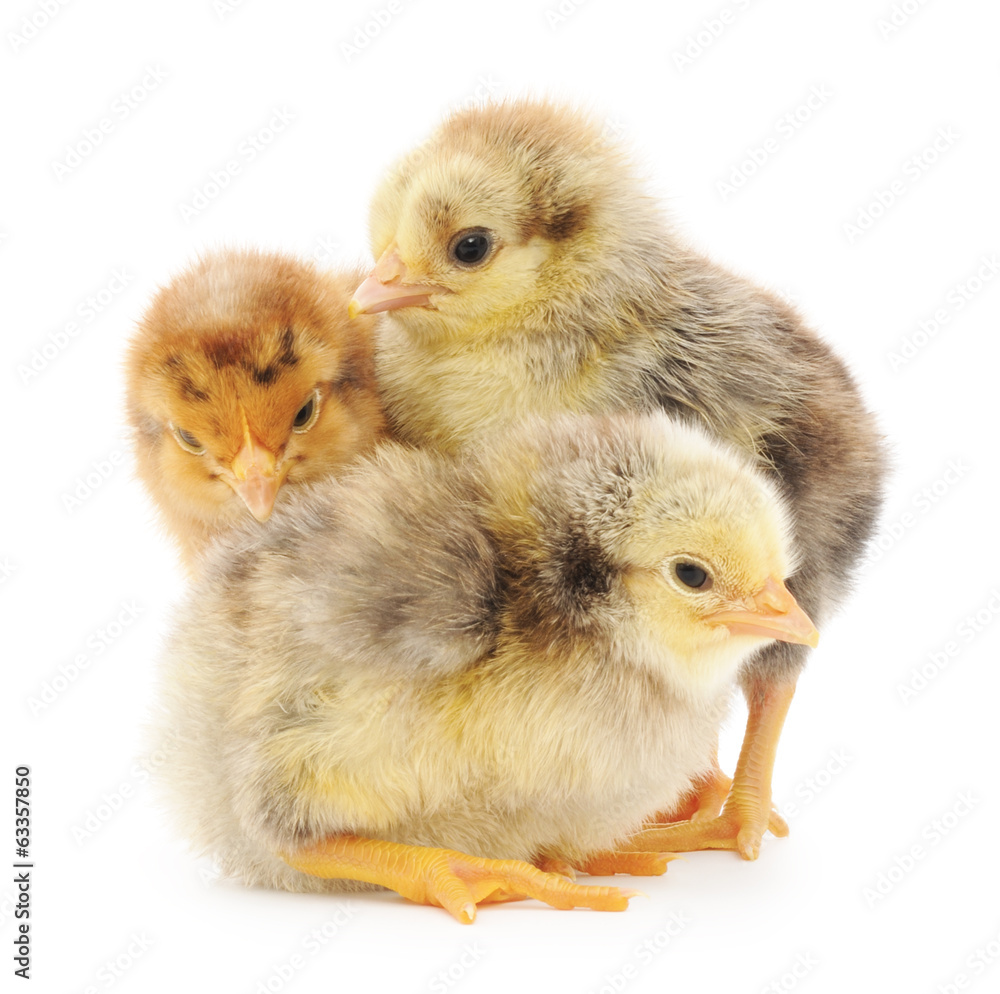 Obraz premium three cute chicks isolated on white