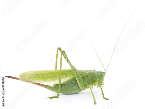 Locust © Anatolii