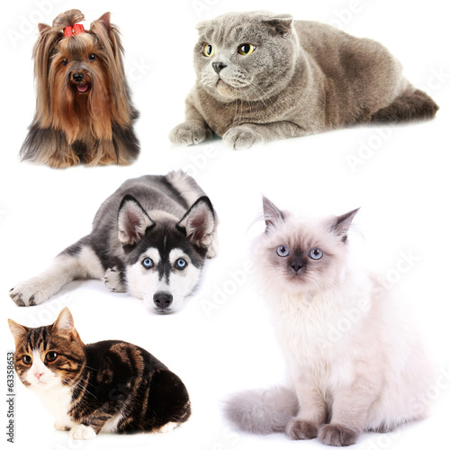 Collage of cats and dogs isolated on white
