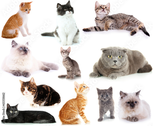 Collage of different cats isolated on white