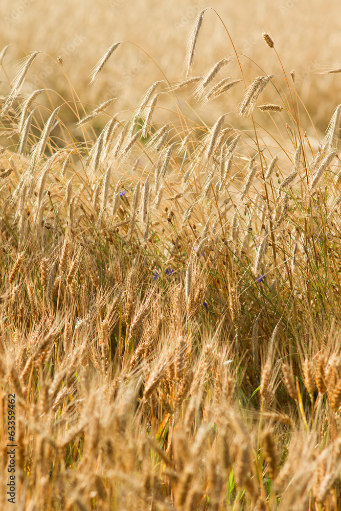Fototapeta premium Cereal fields