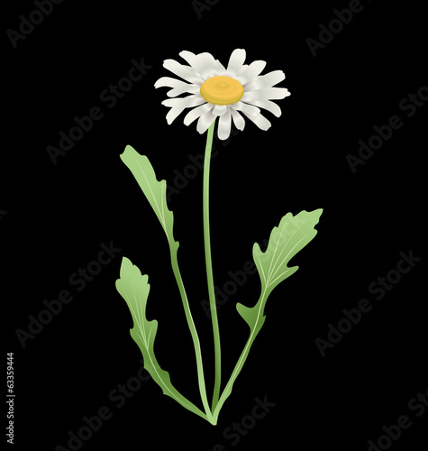 Realistic daisy vector