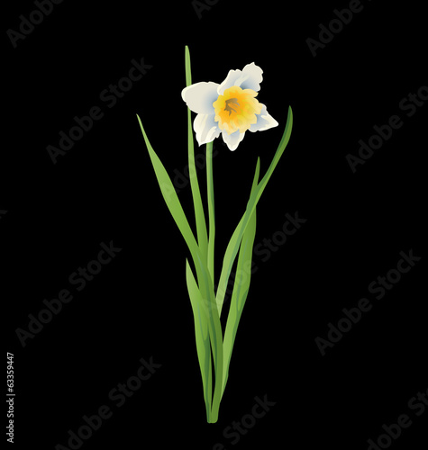 Realistic daffodil (narcissus) vector