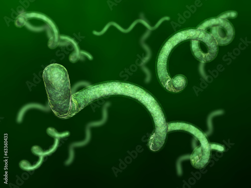 Spirillum bacteries photo