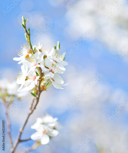 spring tree