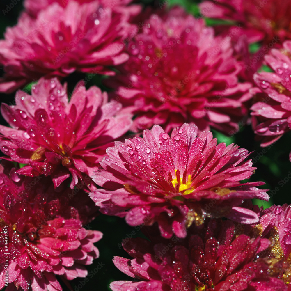 Сhrysanthemum
