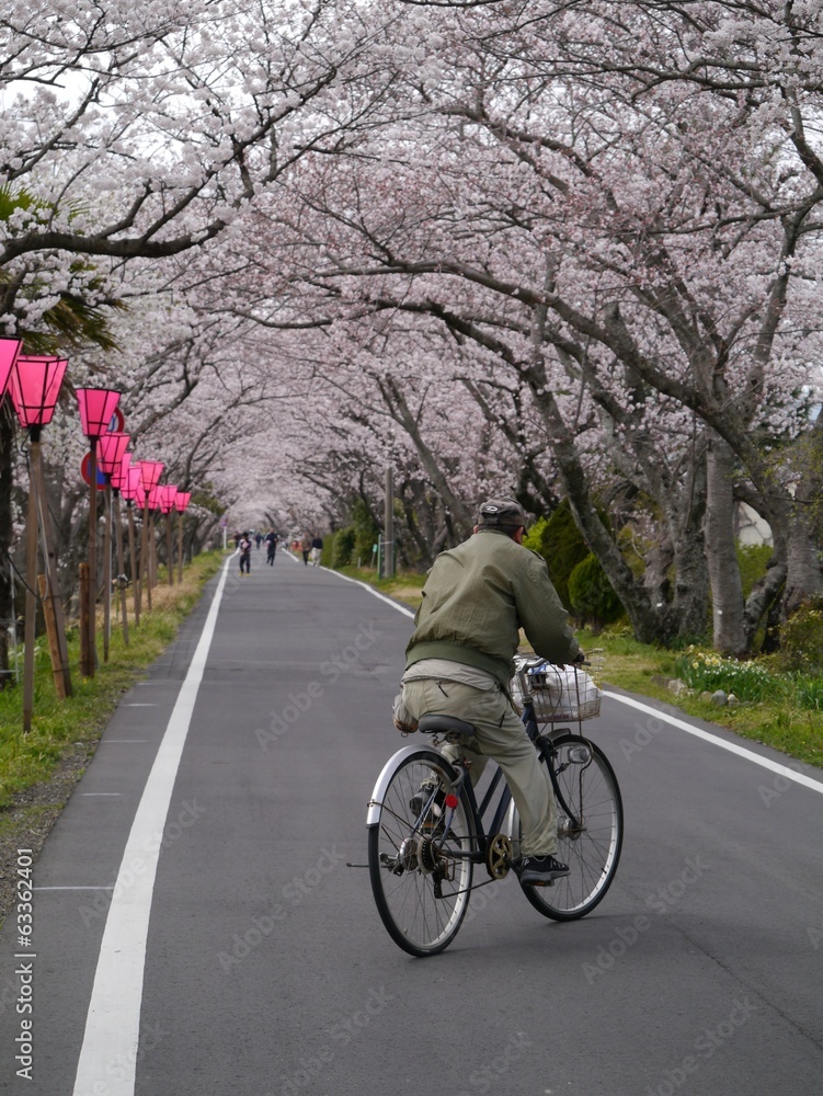 満開の桜並木道
