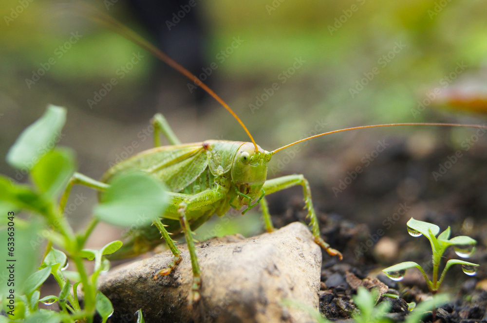 Fototapeta premium grasshopper on the ground