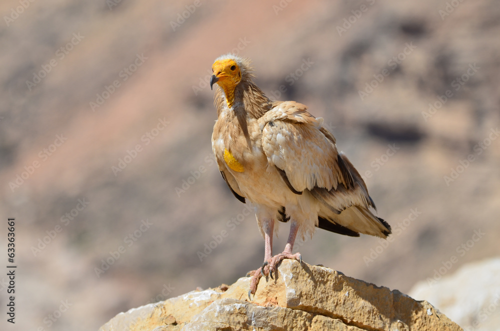 Fototapeta premium Стервятник (Neophron Percnopterus) на острове Сокотра