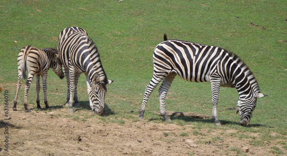 Obraz premium Zebra