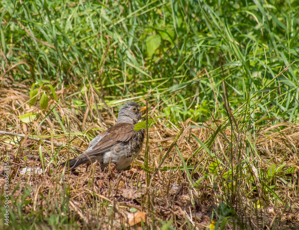 Thrush in the forest