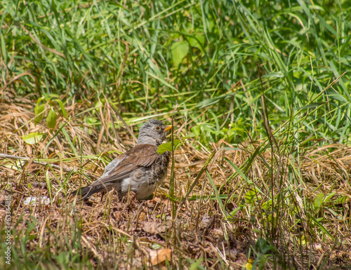 Thrush in the forest