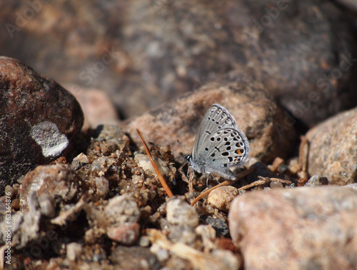 copper-butterfly