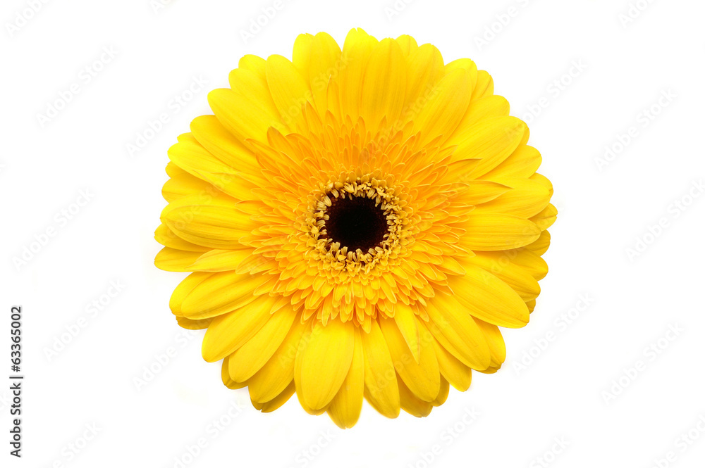 Yellow gerber daisy isolated on white Yellow gerber daisy isolated on white