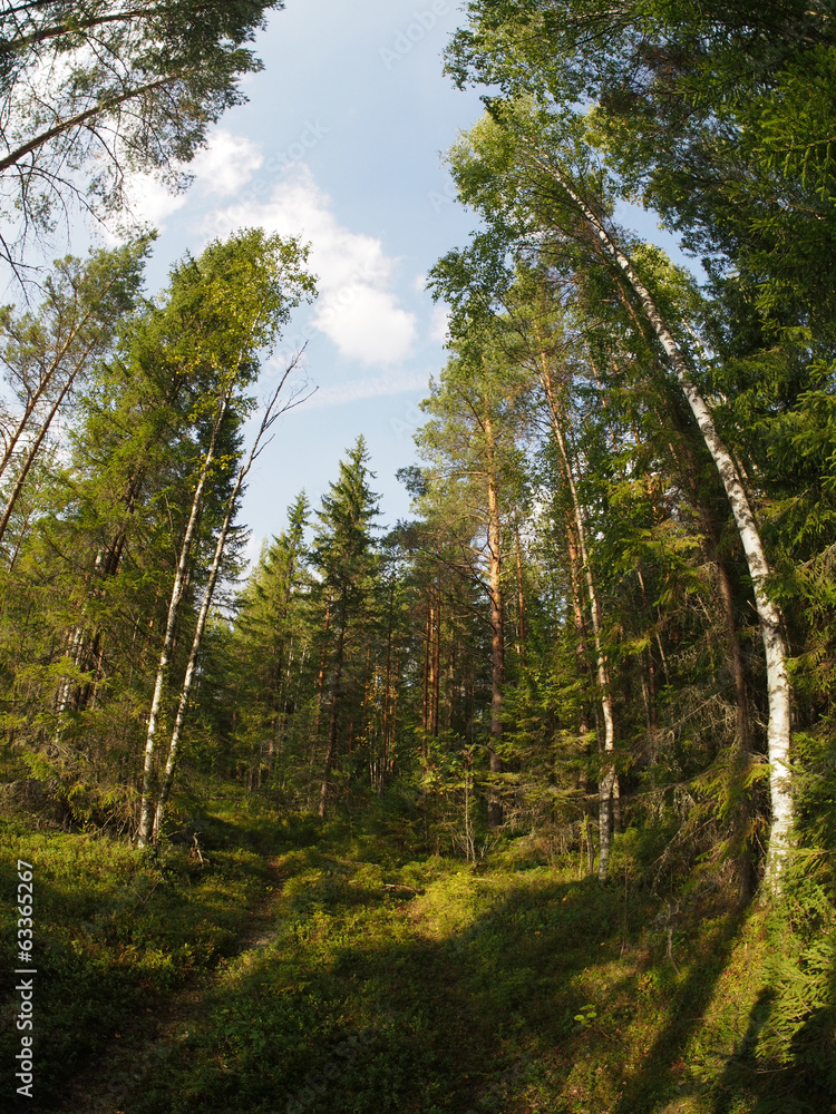 forest forest