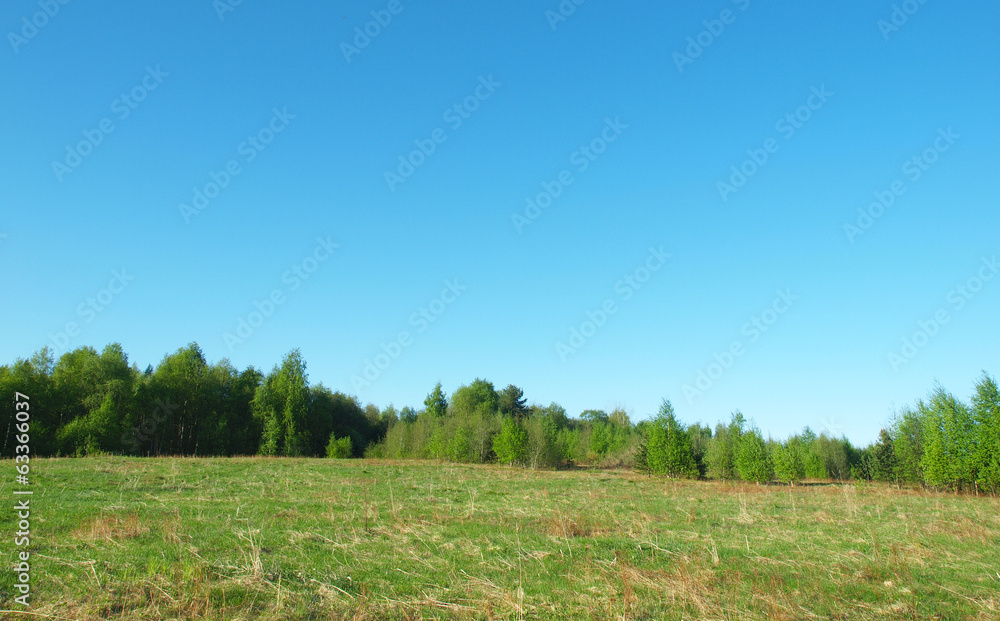 Obraz premium clearing in the woods