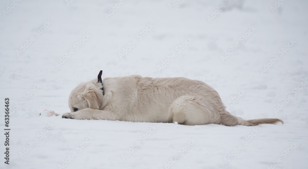 dog on snow dog on snow