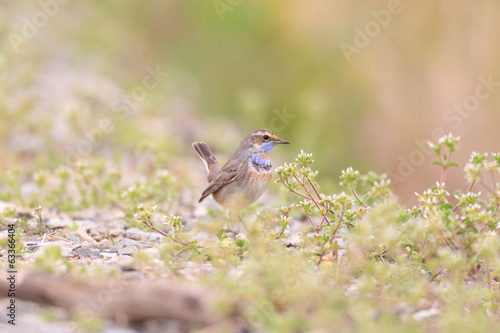 Bluethroat Robin (Luscinia svecica svecica) in Japan 