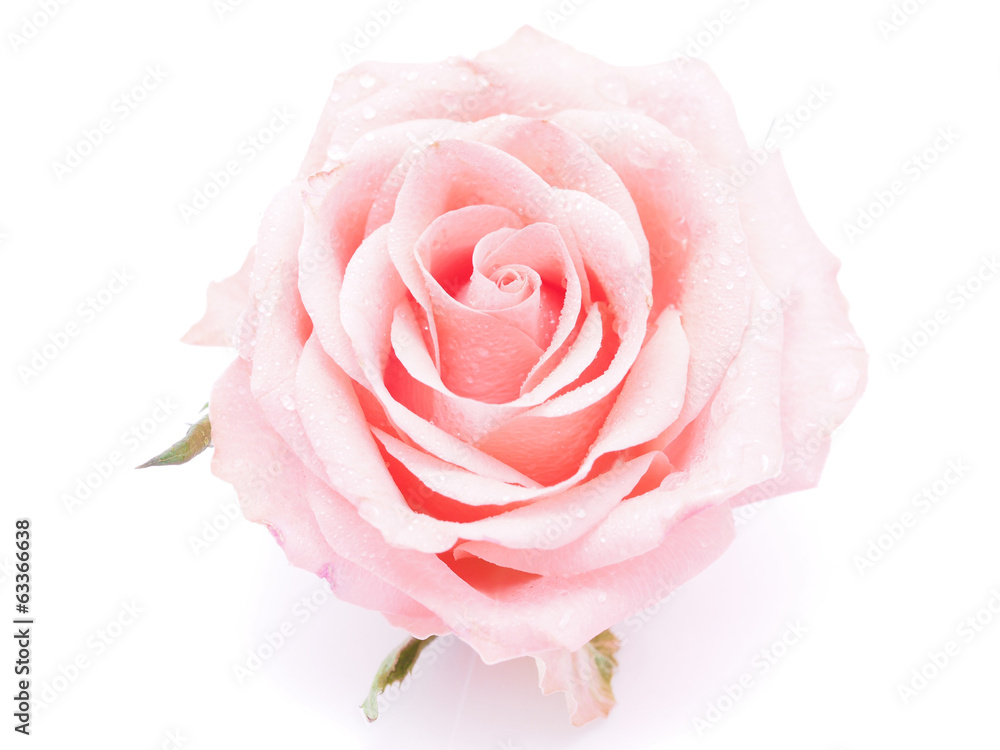 Rose on a white background Rose on a white background