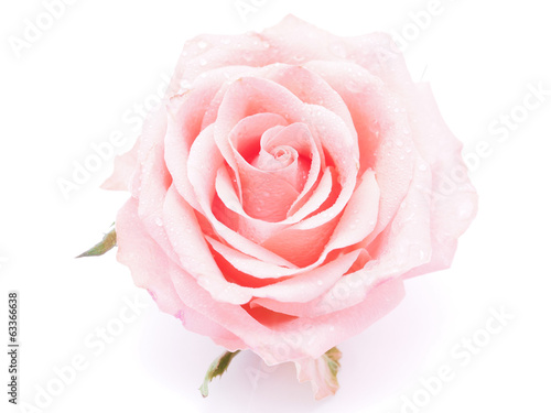 Rose on a white background