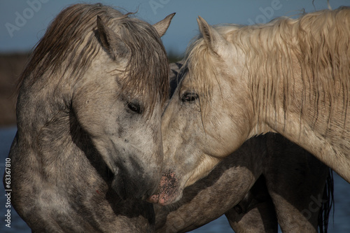 Fototapeta Naklejka Na Ścianę i Meble -  nuzzling stallions
