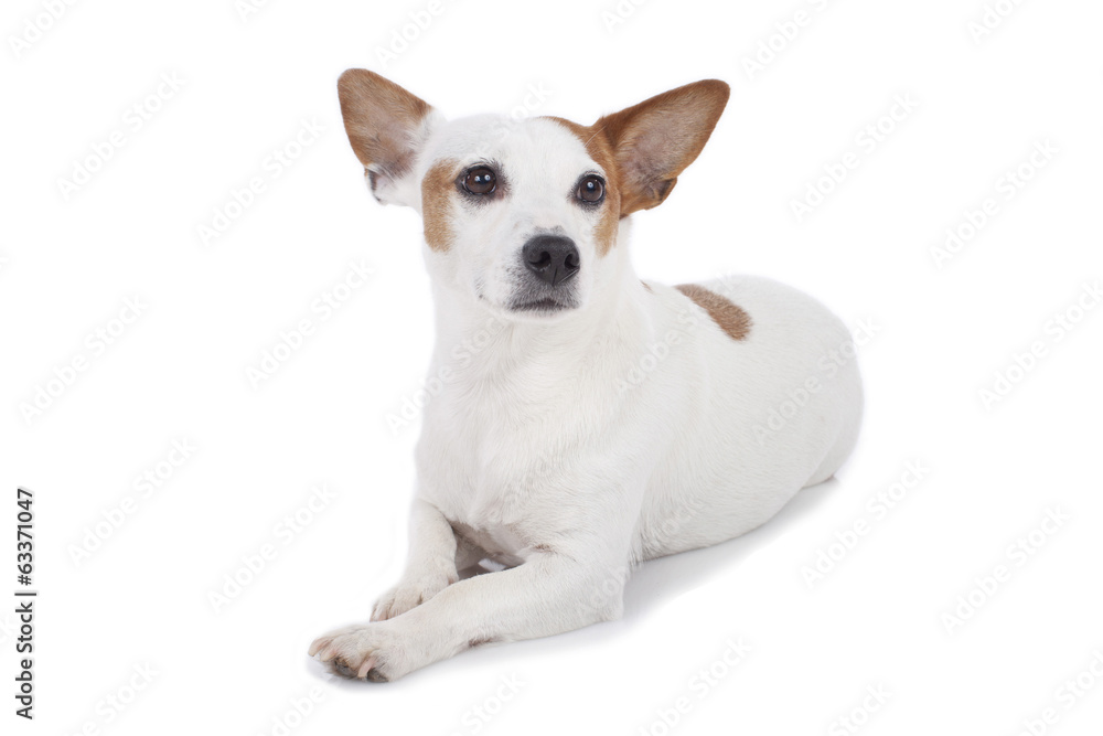 Jack Russell Terrier auf weiß