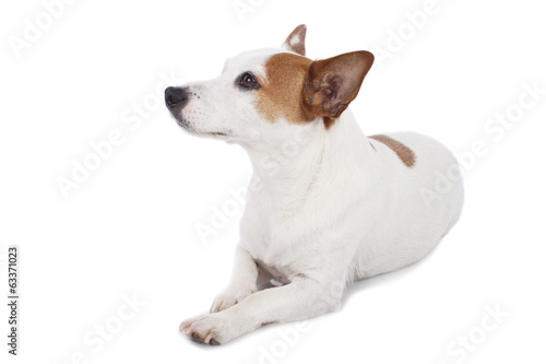 Jack Russell Terrier auf weiß