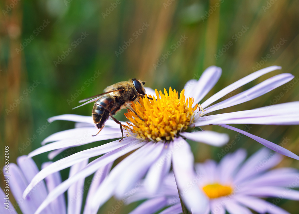Bee on a daisy flower Bee on a daisy flower