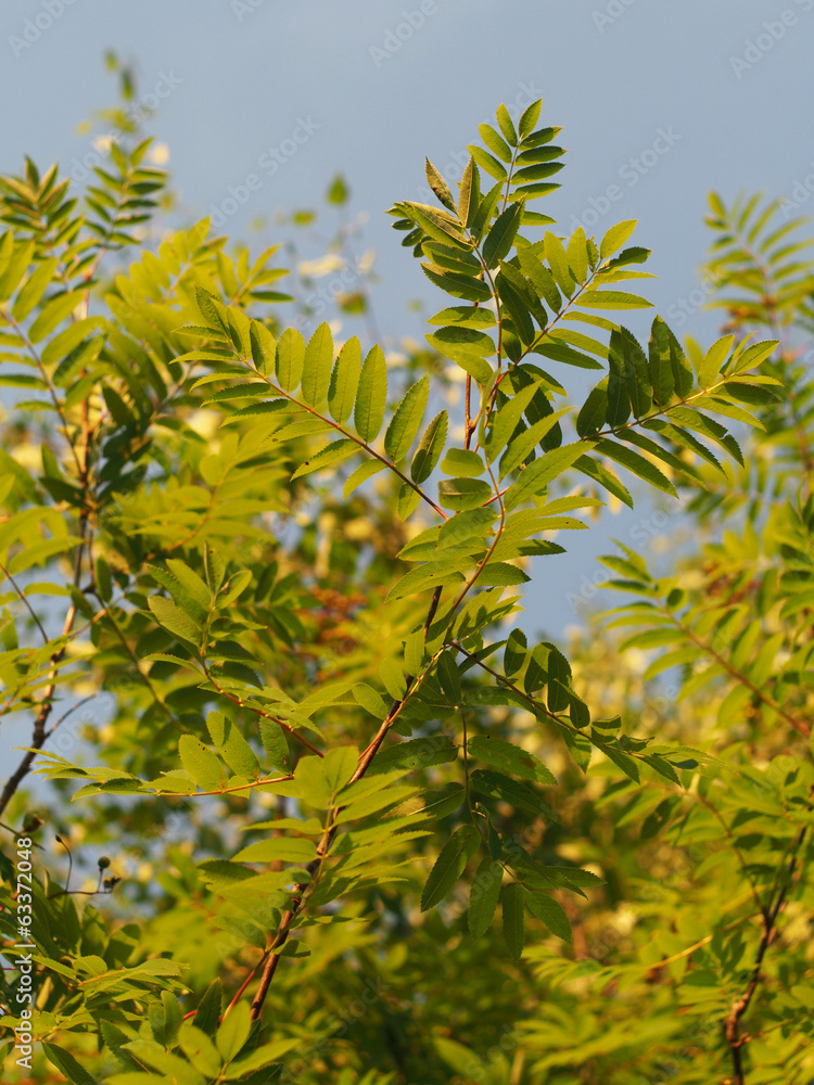 rowan leaves